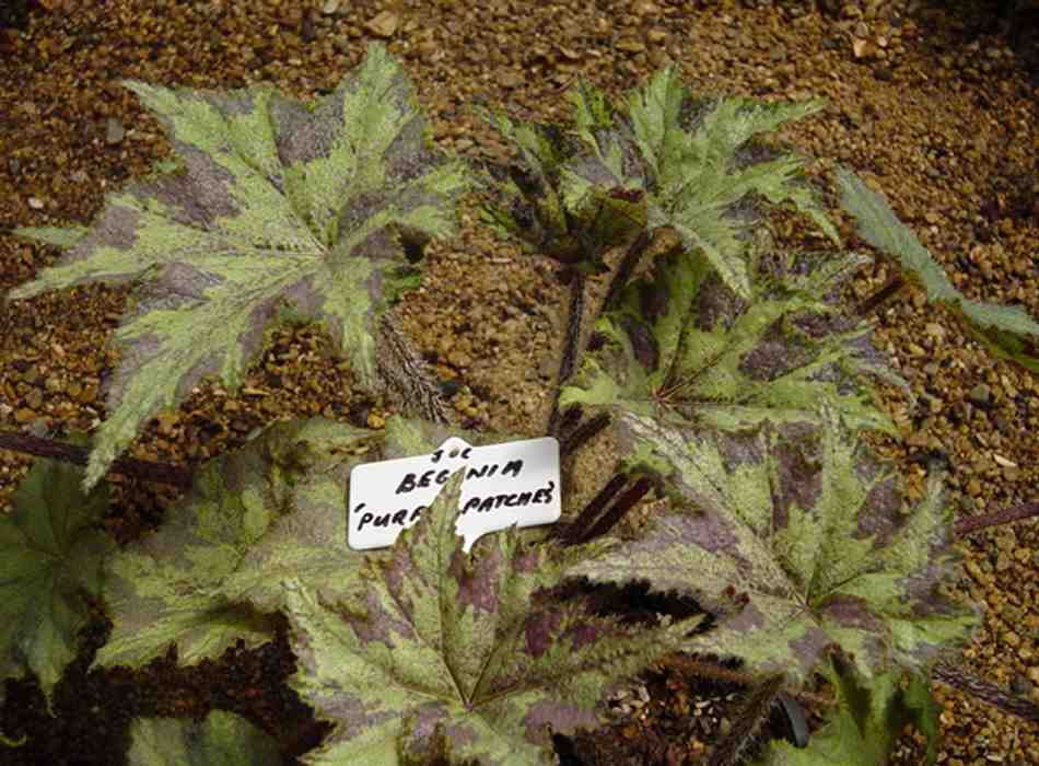 B. ‘Purple Patches’